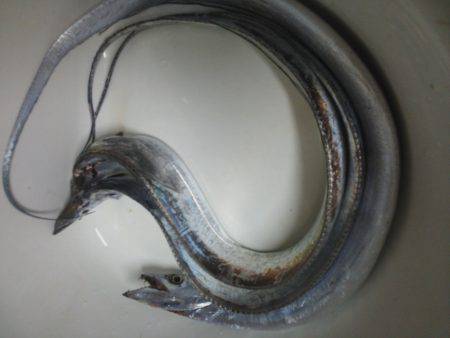 太刀魚ゲット・・・・・今回もキビシイ・・・…