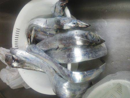 太刀魚入れ食い・・・