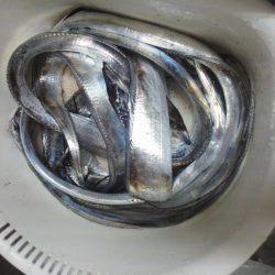 太刀魚ゲット・・・・・