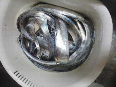 太刀魚ゲット・・・・・