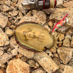 台風後エギング