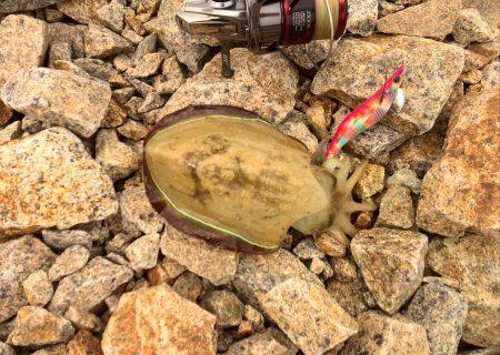 台風後エギング