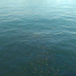 小島養魚場でヒラマサ狙い、初挑戦