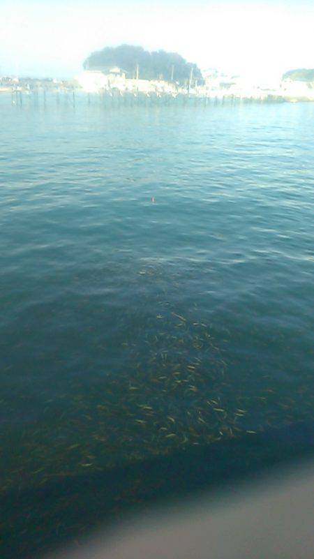 小島養魚場でヒラマサ狙い、初挑戦