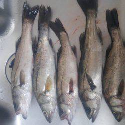 子供とシーバス祭り