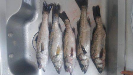 子供とシーバス祭り