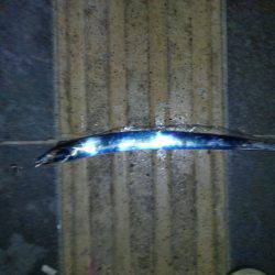 タチウオ釣行　９月編