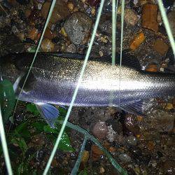 リバーシーバス