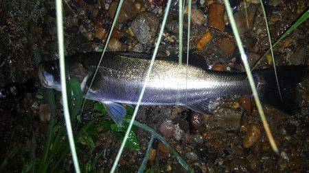 リバーシーバス