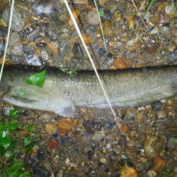 リバーシーバス