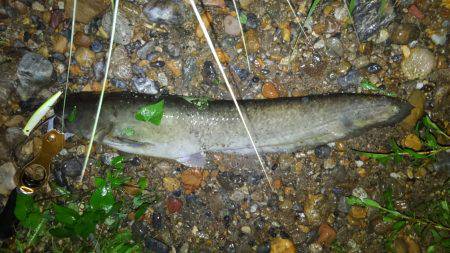 リバーシーバス