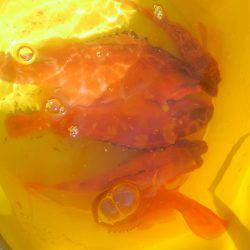 アカハタボート