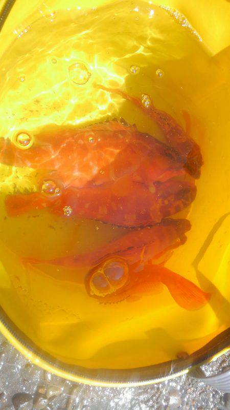 アカハタボート