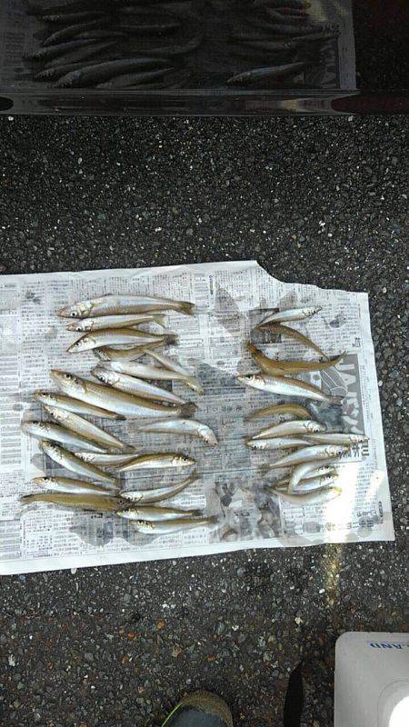 投げ釣りシロギス