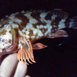 オキアミで根魚