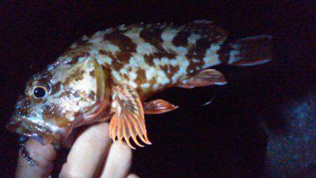 オキアミで根魚