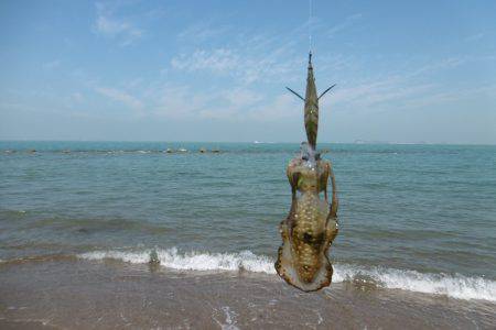 サーフエギング