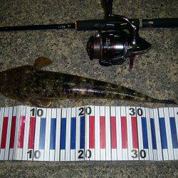 チニングの外道