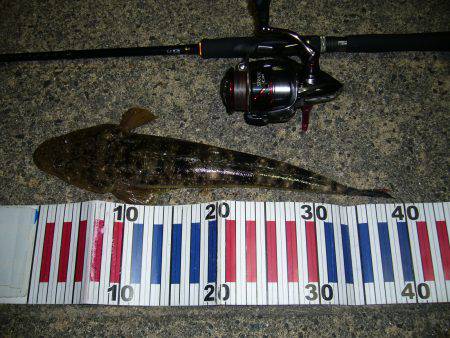 チニングの外道