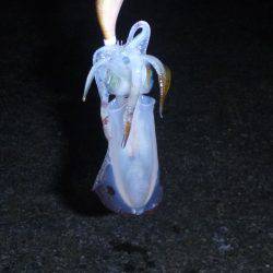 秋の漁港は夜も大賑わい