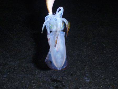 秋の漁港は夜も大賑わい