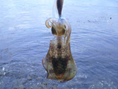 プレッシャーの低い地磯をラン&ガン…