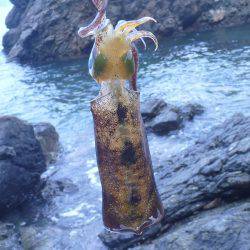 地磯をラン&ガンしてなんとか