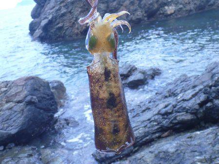 地磯をラン&ガンしてなんとか