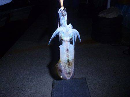 釣るまで帰らん