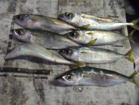 小サバ減り小アジそこそこ