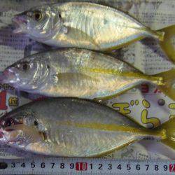 小アジ６１匹、シマアジ3匹