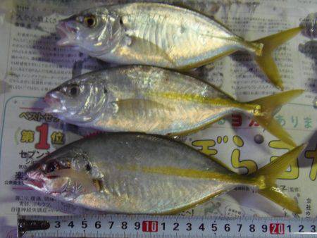 小アジ６１匹、シマアジ3匹