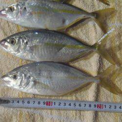 シマアジ爆釣り１０５匹