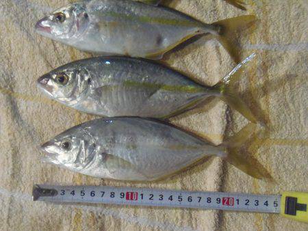 シマアジ爆釣り１０５匹