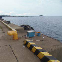 新宮港は小サバ、イワシのみ