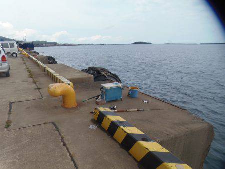 新宮港は小サバ、イワシのみ