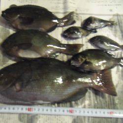 サビキで30㎝超のグレ