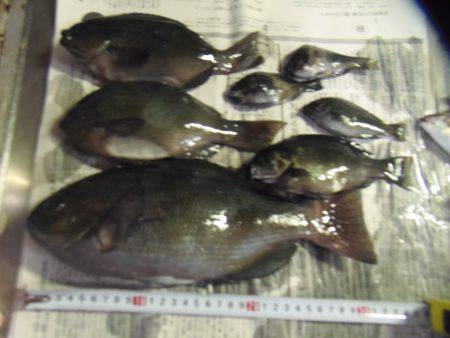 サビキで30㎝超のグレ