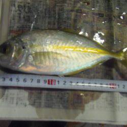 シマアジ２１匹、小アジ４８匹