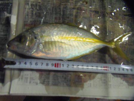 シマアジ２１匹、小アジ４８匹