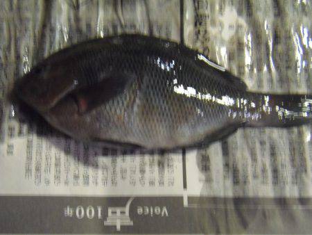 シマアジ25センチ