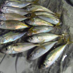 シマアジ２６センチ