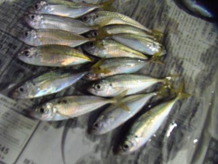 シマアジ２６センチ