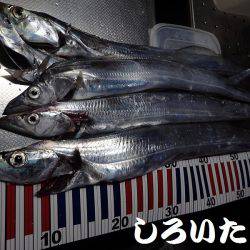 タチウオとマイワシ。