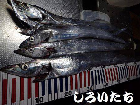 タチウオとマイワシ。