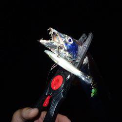 沖堤防で太刀魚！