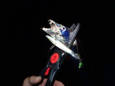 沖堤防で太刀魚！