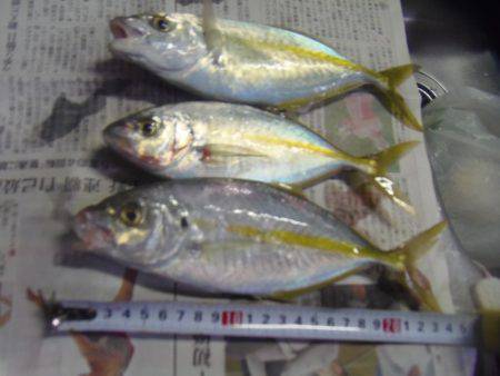 シマアジ少ない