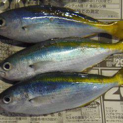 クロホシフエダイ２５センチ