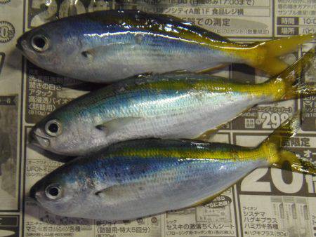 クロホシフエダイ２５センチ